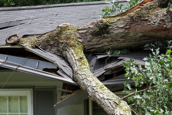 Storm Remediation in Provo